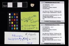 Foto (Objekt + Etikett) von Goniodromites sp.  (NHMW-GEO-2017-0089-0064c)
